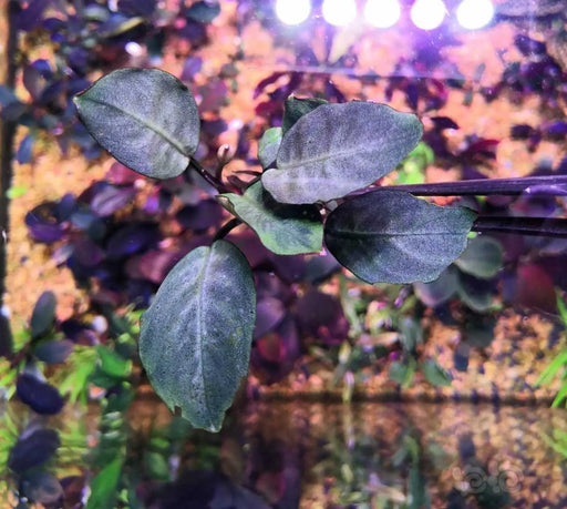 Bucephalandra sp. ’cypress’ [submersed] - regular (~2cm