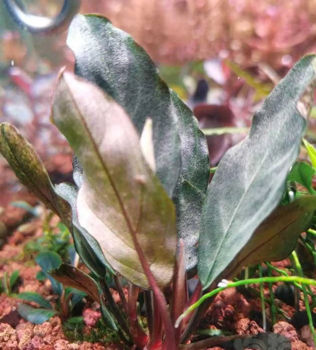 Bucephalandra sp. ’cypress’ [submersed] - regular (~2cm