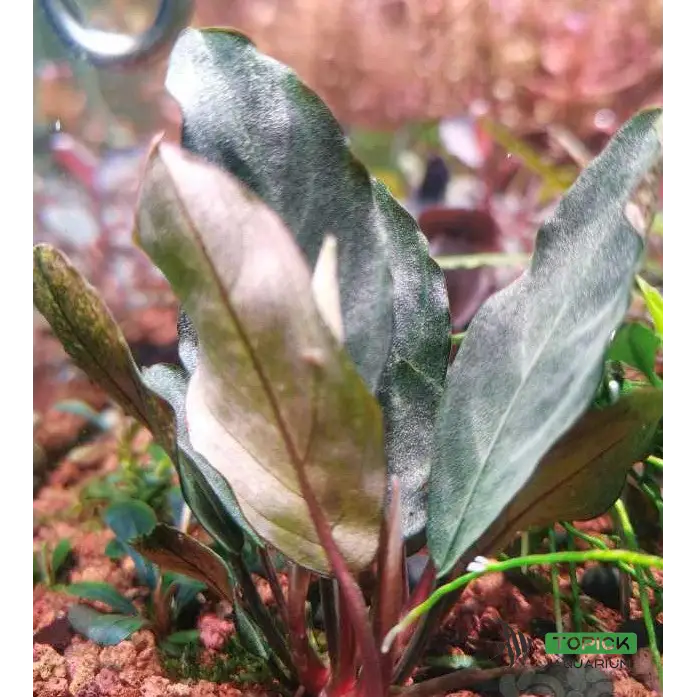 きえぴさんBucephalandra sp. Akantha Bucephalandra Sp. Elegant Blue きえぴさんBucephalandra sp. Akantha Bucephalandra Sp. Elegant Blue