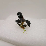 Bucephalandra sp. ’elephant jade’[submersed] - 1 portion