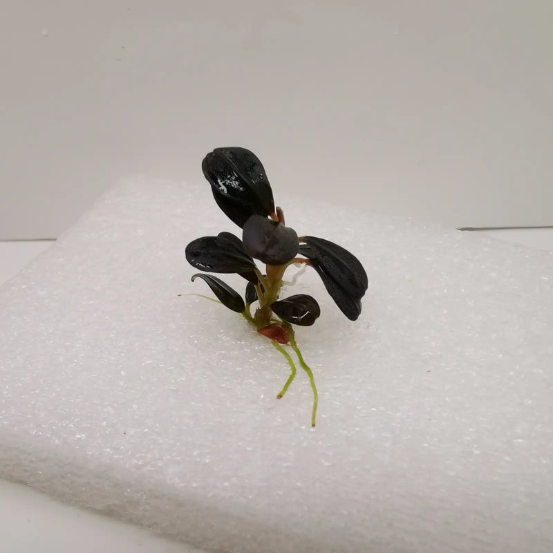 Bucephalandra sp. ’elephant jade’[submersed] - 1 portion