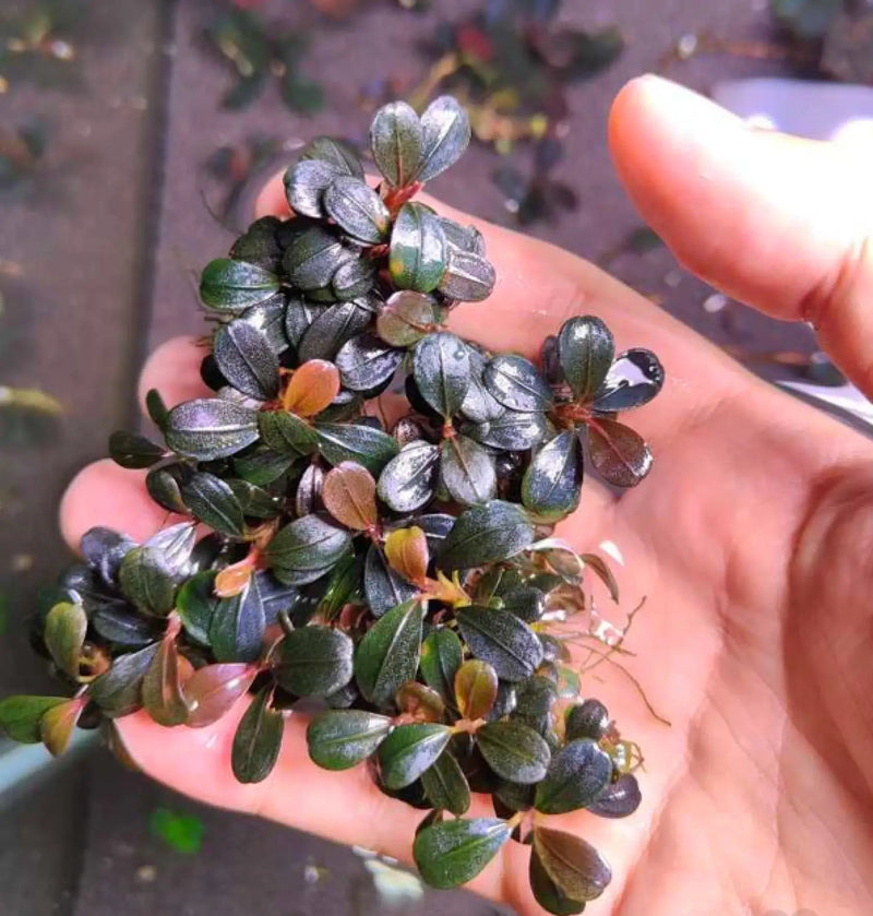 Bucephalandra sp. ’elephant jade’[submersed] - bucephalandra