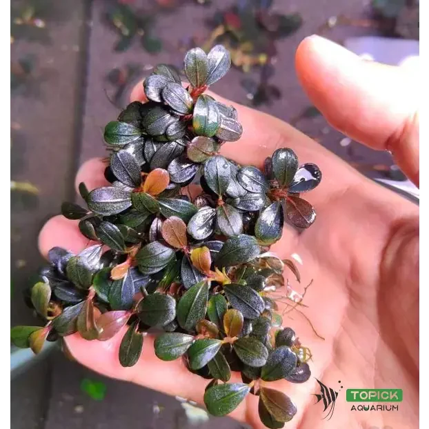 Bucephalandra sp. ’elephant jade’[submersed] - bucephalandra