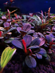 Bucephalandra sp. ’elephant jade’[submersed] - bucephalandra