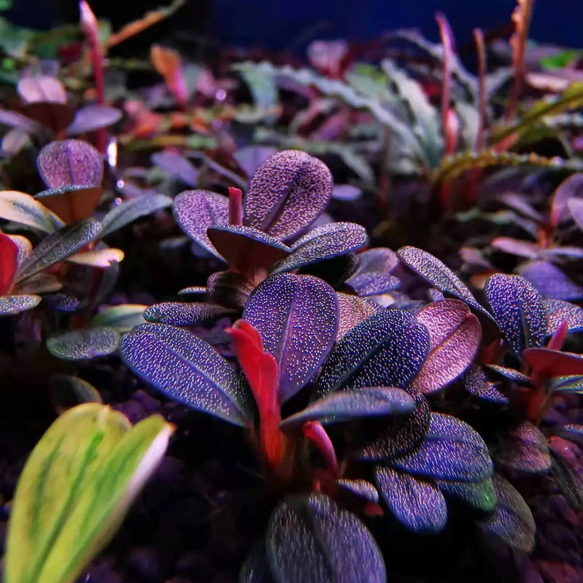 Topick Aquarium - Bucephalandra sp. 'Elephant
