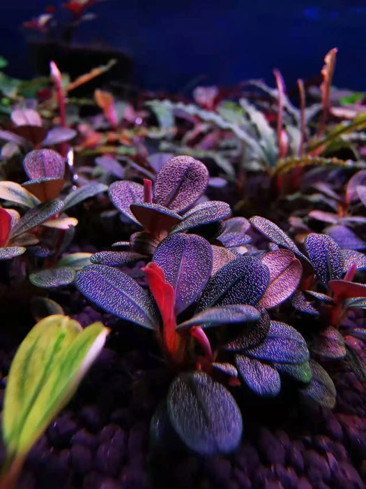 Bucephalandra sp. ’elephant jade’[submersed] - bucephalandra