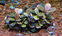 Bucephalandra sp. ’elephant jade’[submersed] - bucephalandra
