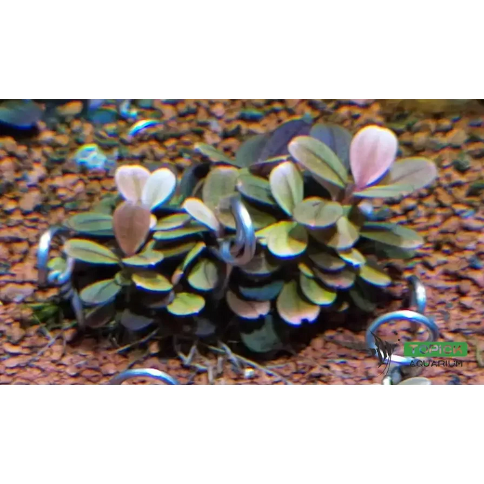 Bucephalandra sp. ’elephant jade’[submersed] - bucephalandra