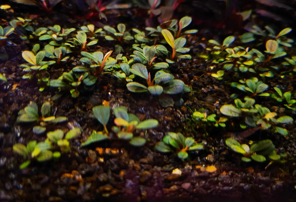 Bucephalandra sp. ’elephant jade’[submersed] - bucephalandra