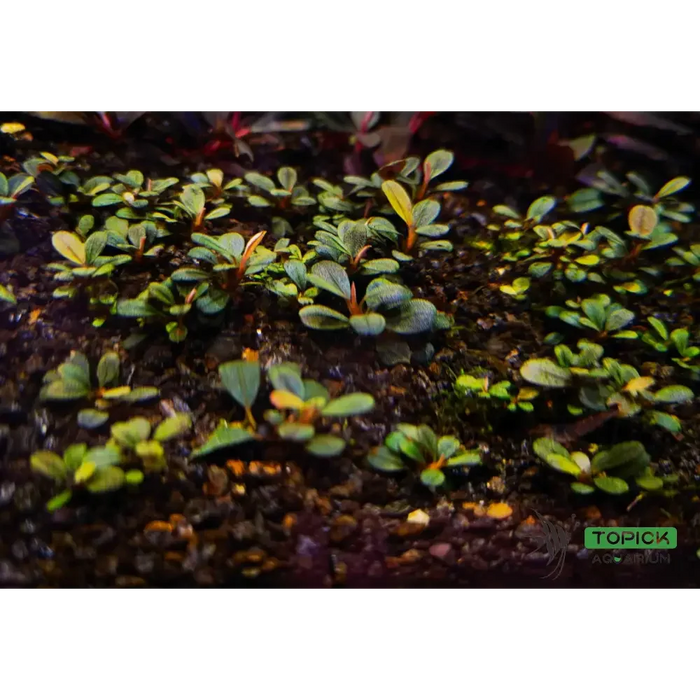 Bucephalandra sp. ’elephant jade’[submersed] - bucephalandra