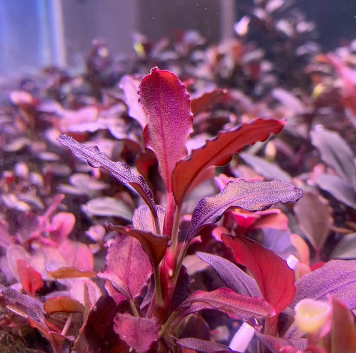 Topick Aquarium - Bucephalandra sp. 'Elephant Neo' Topick Aquarium - Bucephalandra sp. 'Elephant Neo'