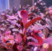 Bucephalandra sp. ’elephant neo’ [submersed] - regular