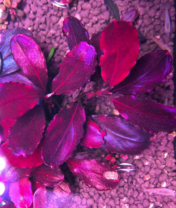 Bucephalandra sp. ’elephant neo’ [submersed] - regular