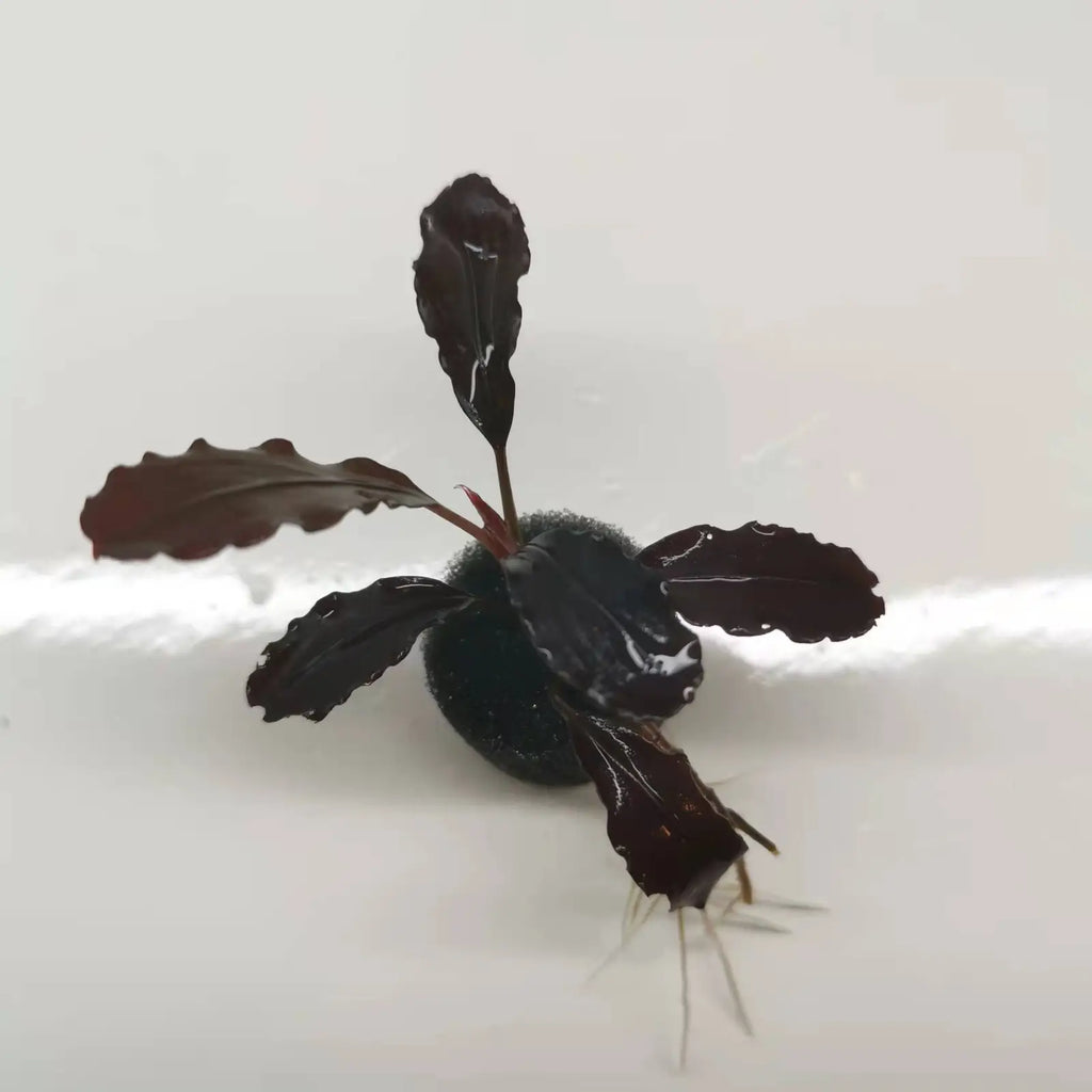 Topick Aquarium - Bucephalandra sp. 'Elephant Neo'