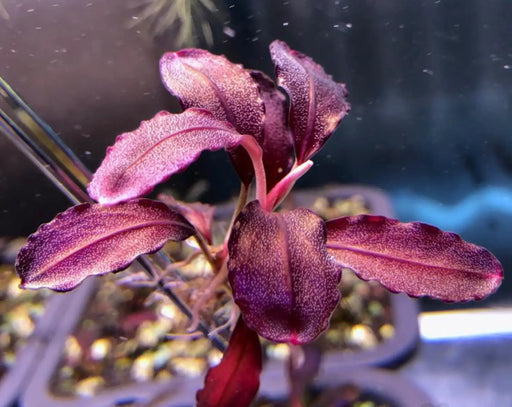 Bucephalandra sp. ’elephant neo’ [submersed] - regular