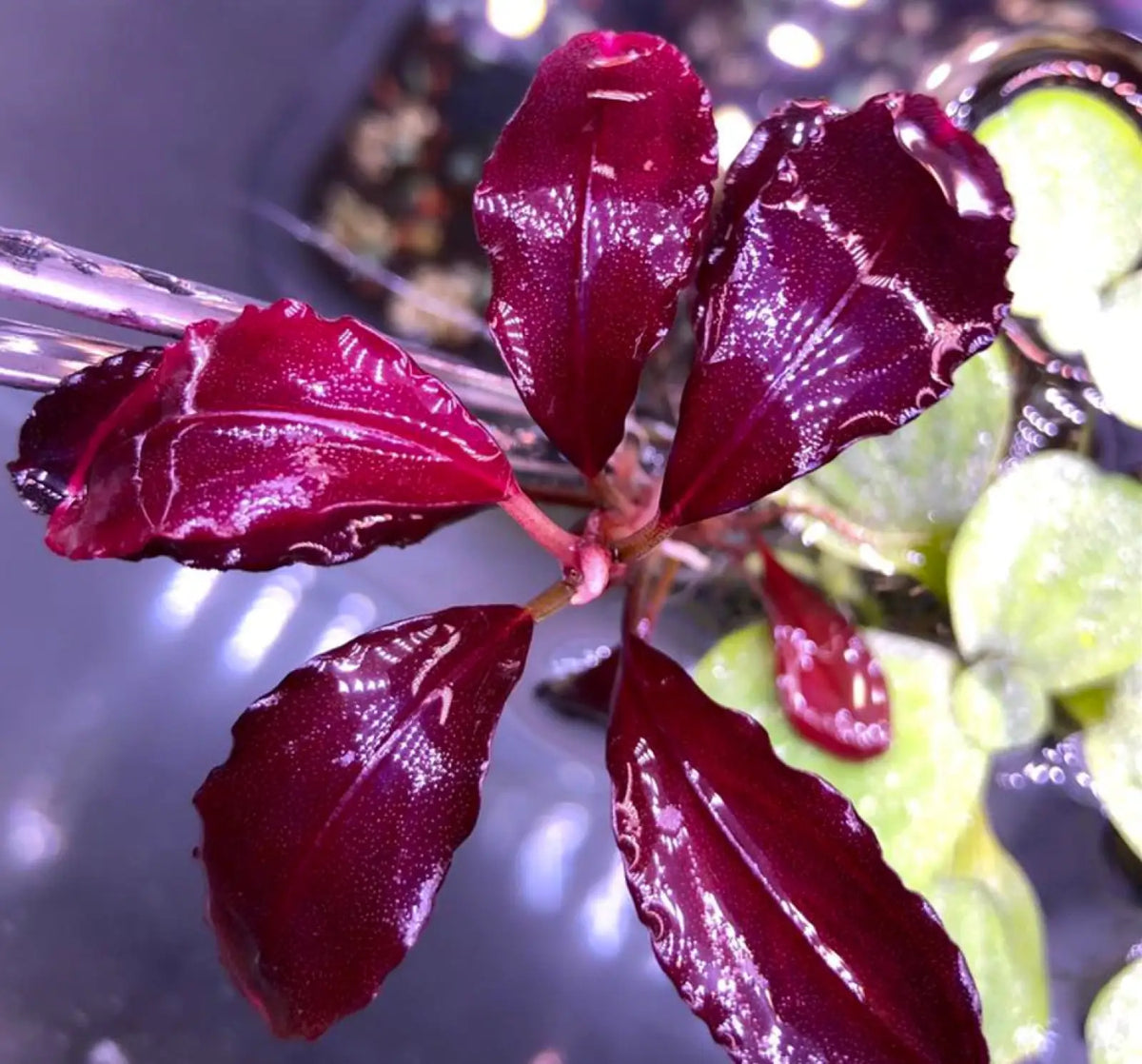 Topick Aquarium - Bucephalandra sp. 'Elephant Neo'
