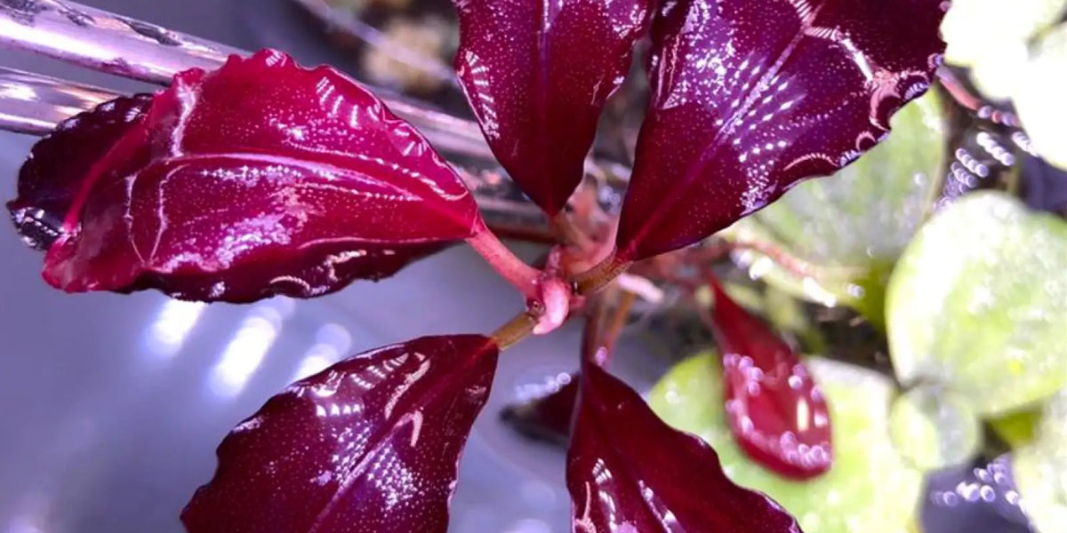 Topick Aquarium - Bucephalandra sp. 'Elephant Neo'