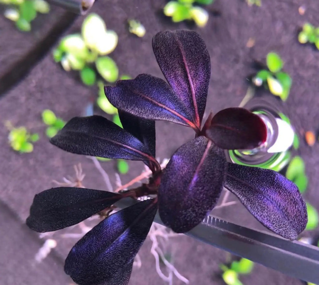 Topick Aquarium - Bucephalandra sp. 'Helena 2012'