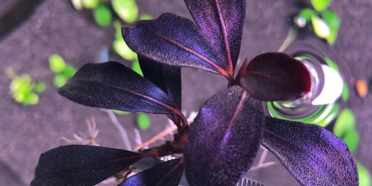 bucephalandra-sp-helena-2012-