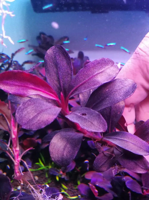 Bucephalandra sp. ’helena 2012’ [submersed] - regular