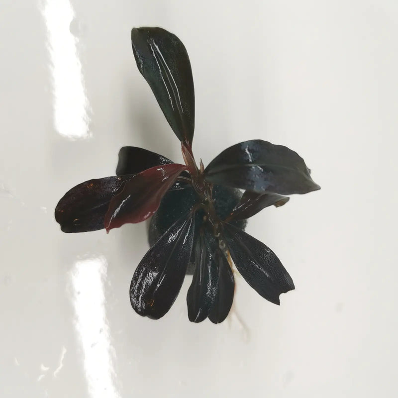 Bucephalandra sp. ’helena 2012’ [submersed] - regular