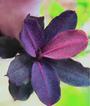 Bucephalandra sp. ’helena 2012’ [submersed] - regular