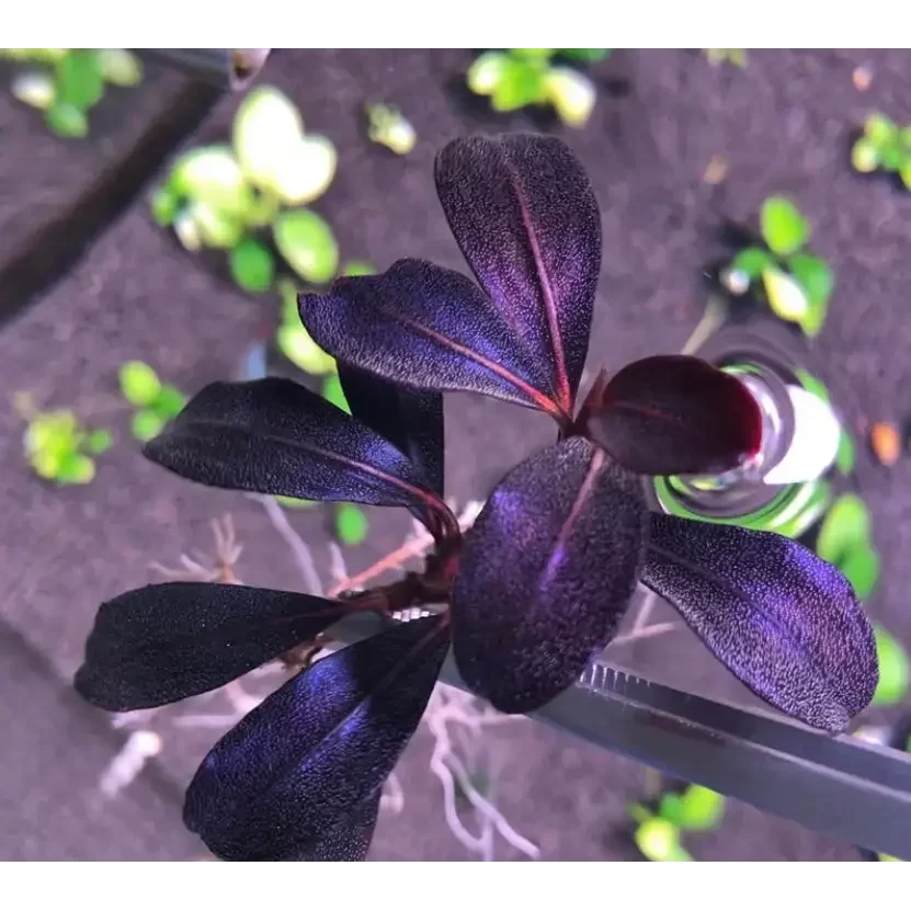Topick Aquarium - Bucephalandra sp. 'Helena 2012' Topick Aquarium - Bucephalandra sp. 'Helena 2012'