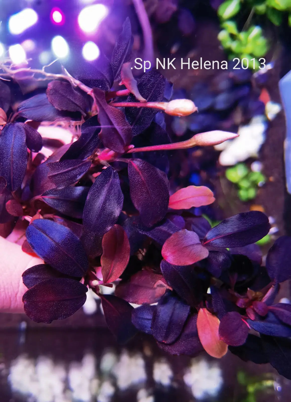 Bucephalandra sp. “Deep Purple” from Kapuas【AZ0819-4