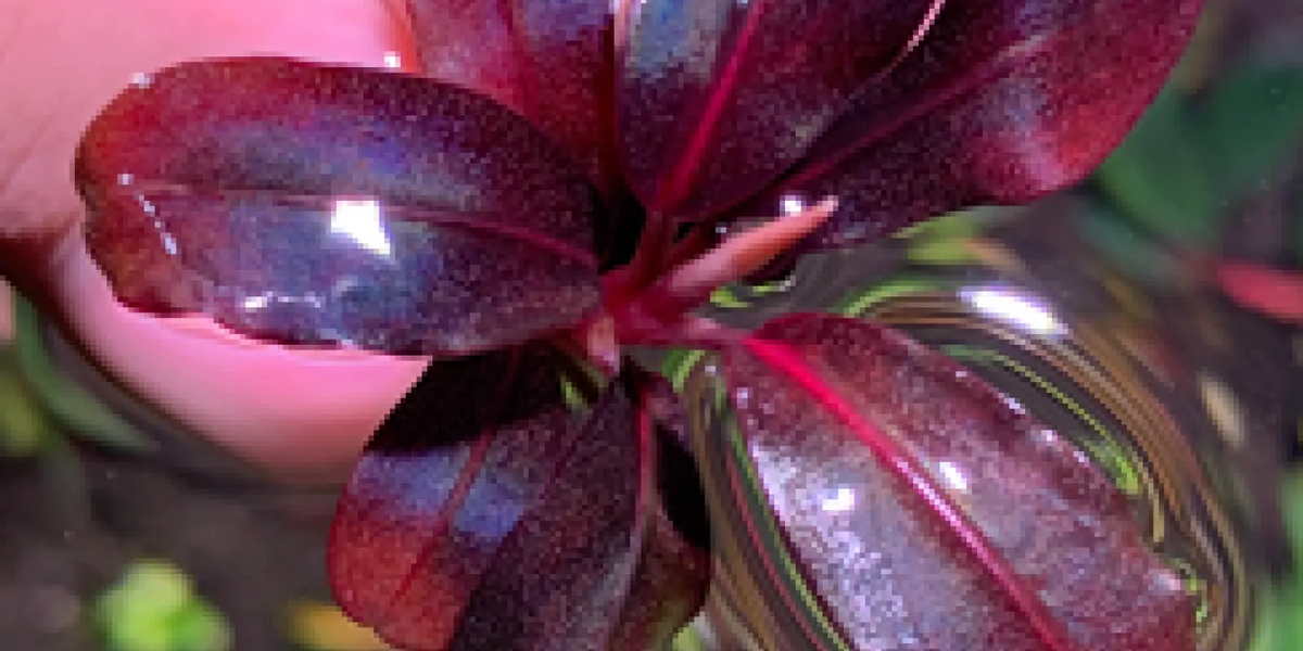 Topick Aquarium - Bucephalandra sp. 'Helena 2013 NK' Topick Aquarium - Bucephalandra sp. 'Helena 2013 NK'