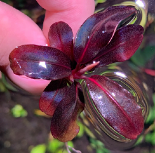 Bucephalandra sp. ’helena 2013 nk’ [submersed] - regular