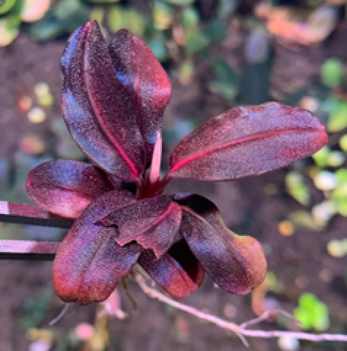Bucephalandra sp. ’helena 2013 nk’ [submersed] - regular