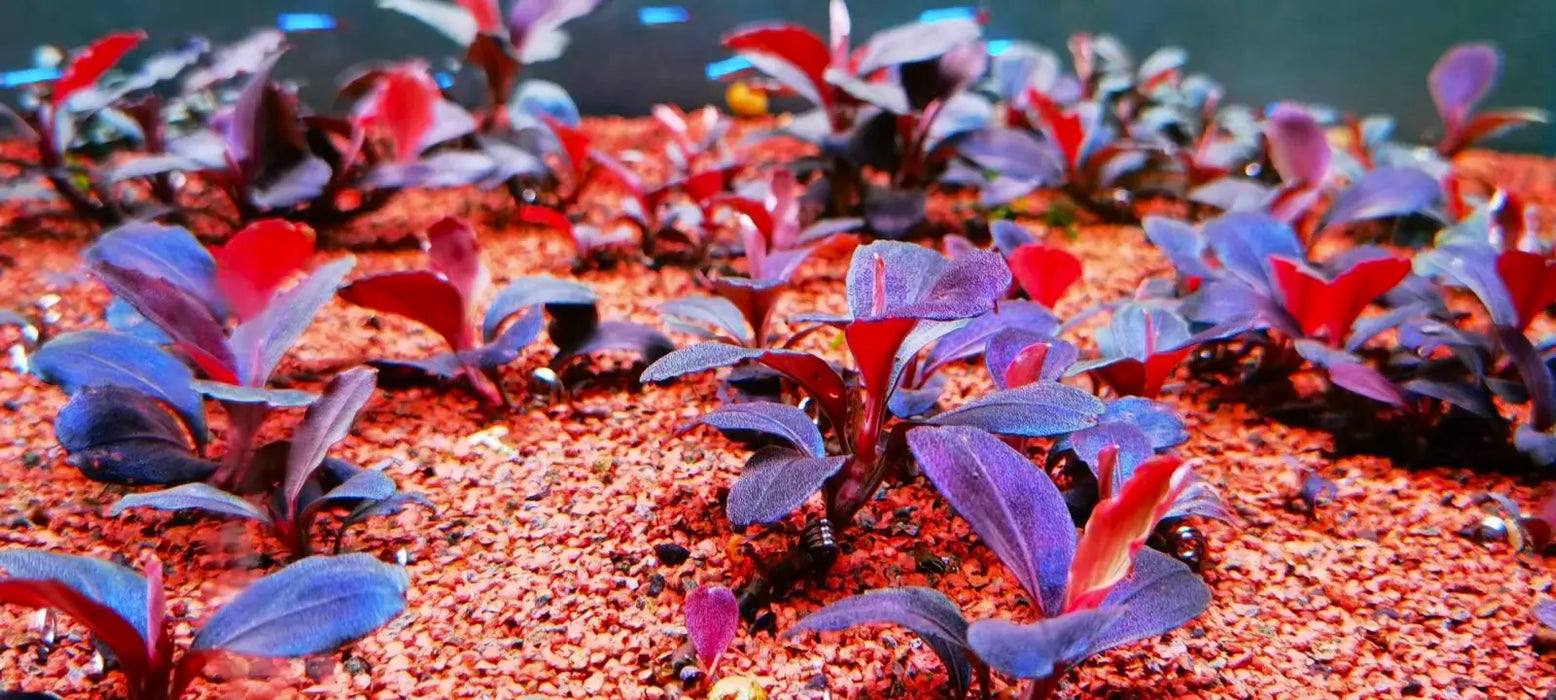 Bucephalandra sp. ’helena 2013’ [submersed] - regular