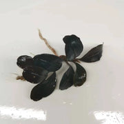 Bucephalandra sp. ’helena 2013’ [submersed] - regular