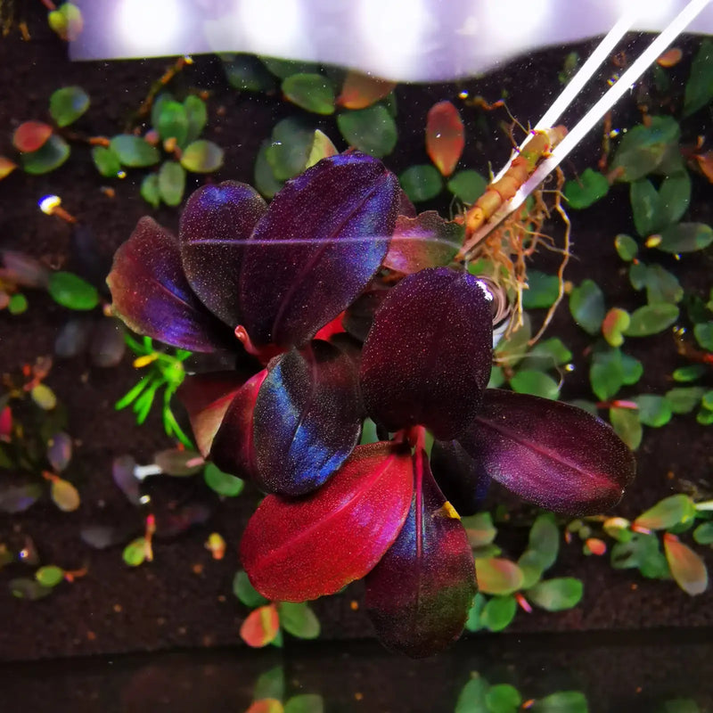 Bucephalandra sp. ’helena 2013’ [submersed] - regular