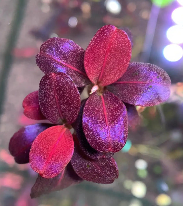 Bucephalandra sp. ’helena 2013’ [submersed] - regular