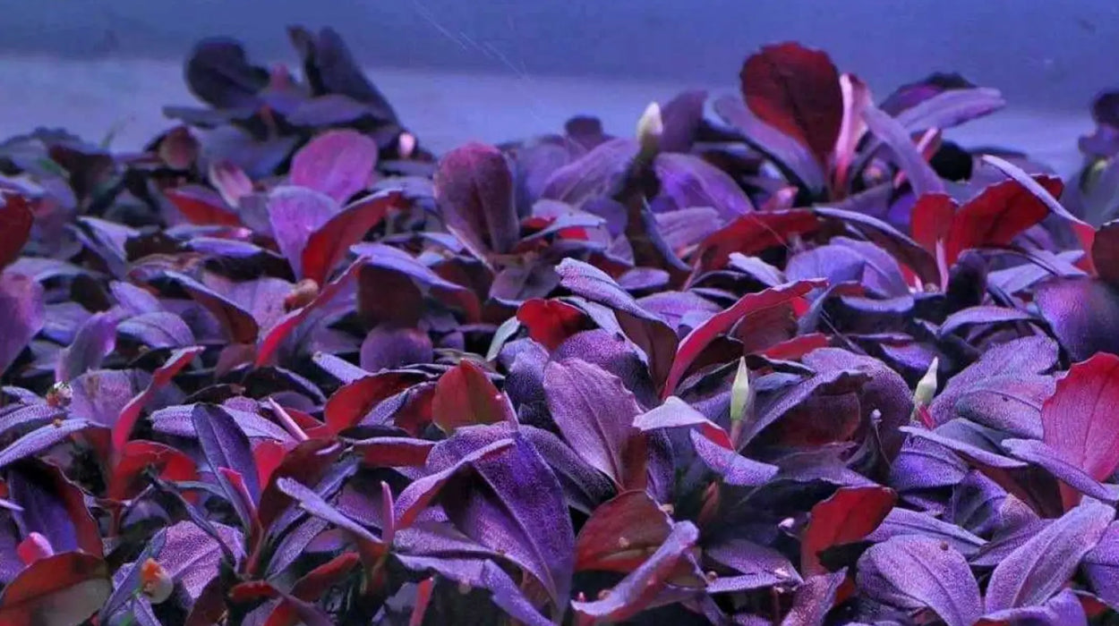 Bucephalandra sp. ’helena 2013’ [submersed] - regular