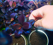 Bucephalandra sp. ’helena 2013’ [submersed] - regular