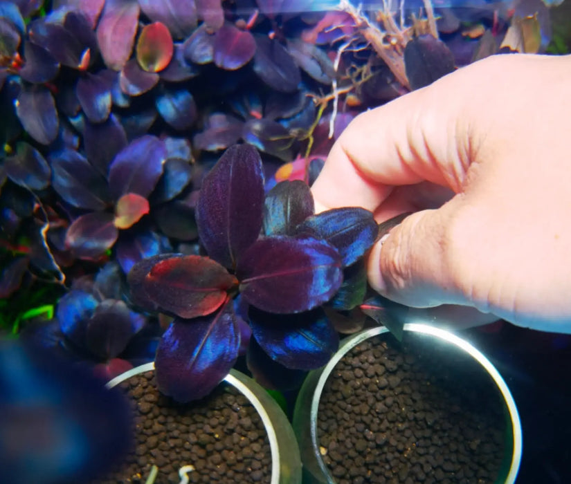 Bucephalandra sp. ’helena 2013’ [submersed] - regular