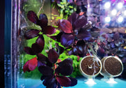 Bucephalandra sp. ’helena 2013’ [submersed] - regular