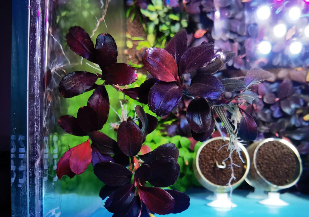 Bucephalandra sp. ’helena 2013’ [submersed] - regular