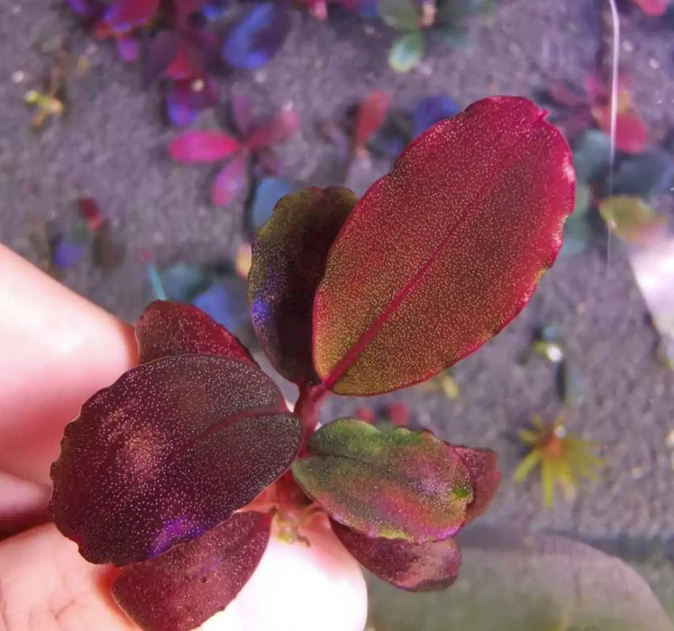 Bucephalandra sp. ’helena cinnabar’ [submersed] - portion