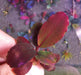 Bucephalandra sp. ’helena cinnabar’ [submersed] - portion