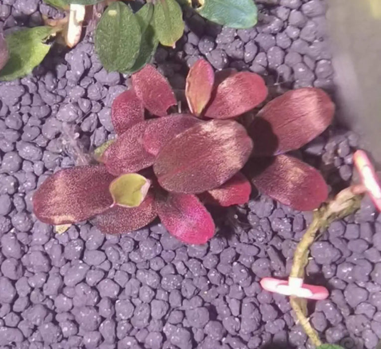 Bucephalandra sp. ’helena cinnabar’ [submersed] - portion