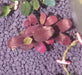 Bucephalandra sp. ’helena cinnabar’ [submersed] - portion
