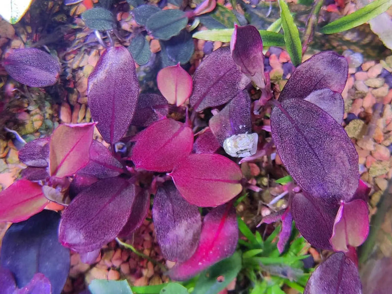 Bucephalandra sp. ’helena cinnabar’ [submersed] - portion
