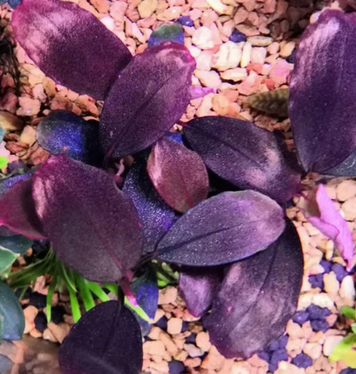 Bucephalandra sp. ’helena cinnabar’ [submersed] - portion