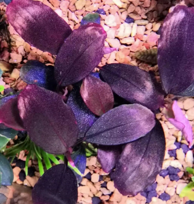 Bucephalandra sp. ’helena cinnabar’ [submersed] - portion