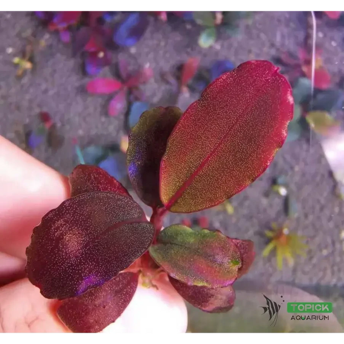 Bucephalandra sp. ’helena cinnabar’ [submersed]