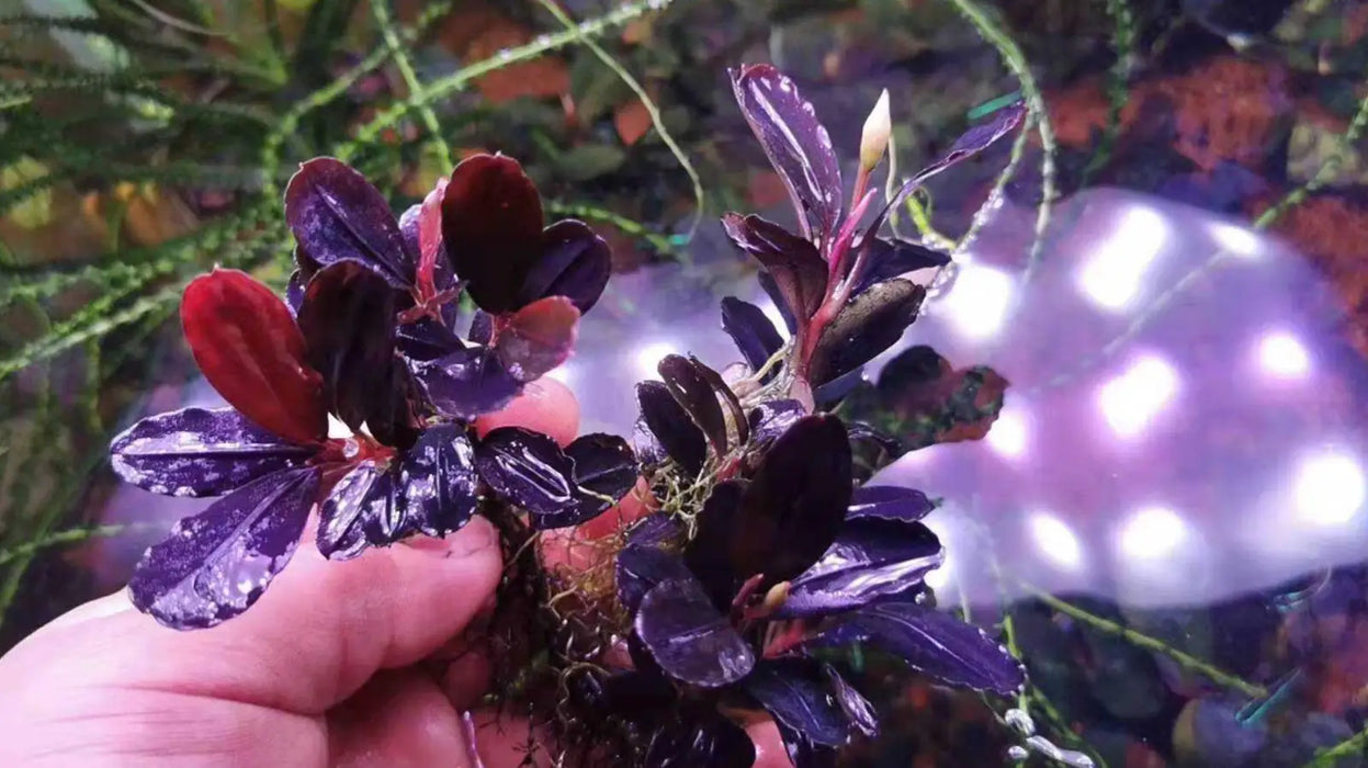 Topick Aquarium - Bucephalandra sp. 'Helena Thick' Topick Aquarium - Bucephalandra sp. 'Helena Thick'