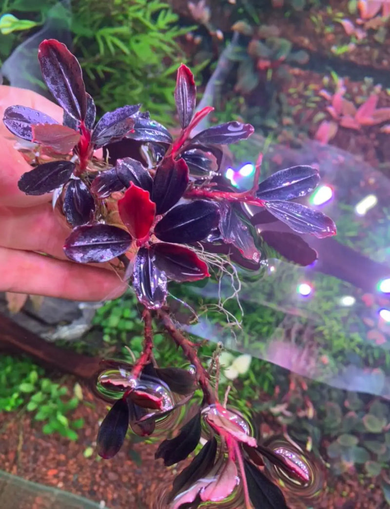 Bucephalandra sp. ’helena thick’ [submersed] - regular
